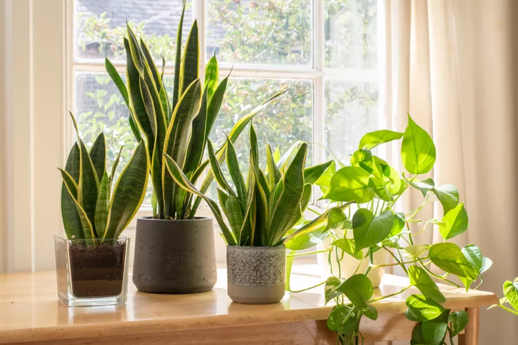 Indoor plants delivery service Dubai with healthy potted plants for home and office